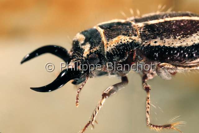 Calognathus  chevrolati .JPG - in "Portraits d'insectes" ed. SeuilCalognathus chevrolatiTenebrionDarkling beetleColeopteraTenebrionidaeNamibie